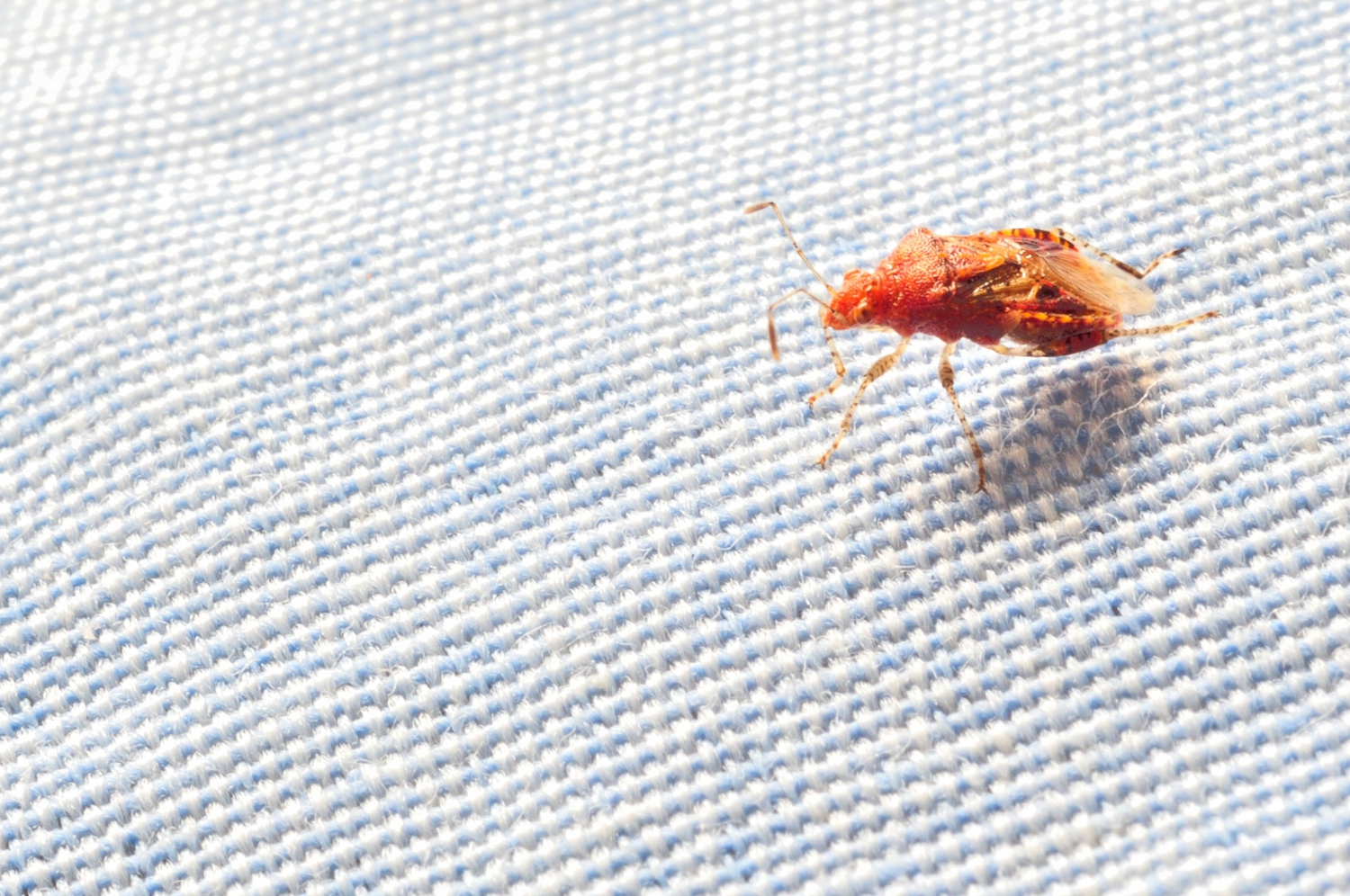 Bedbug control costs