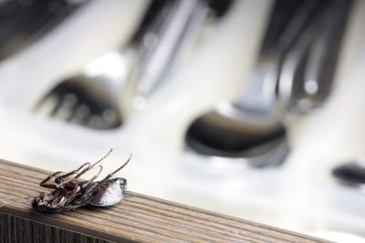 Cockroach control costs