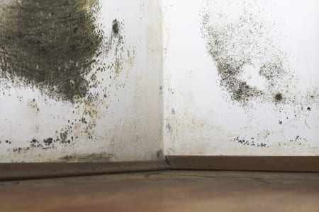 Cost of mould removal