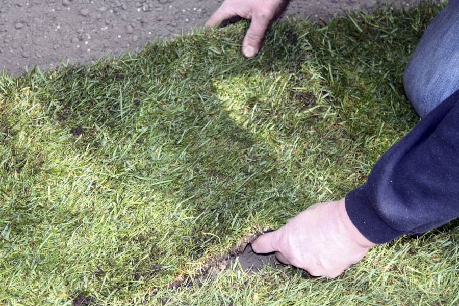 laying grass prices