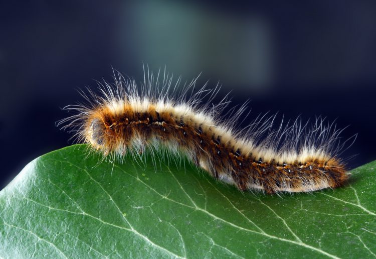 Processionary caterpillar control