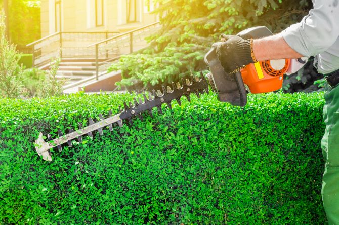 boxwood pruning