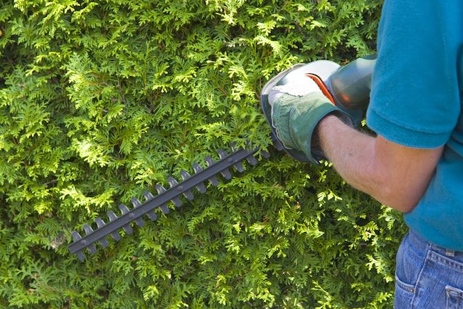 Conifers pruning