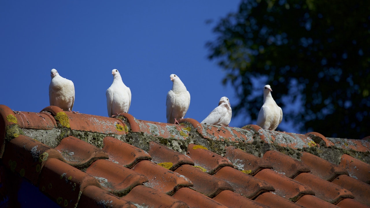 Roof maintenance