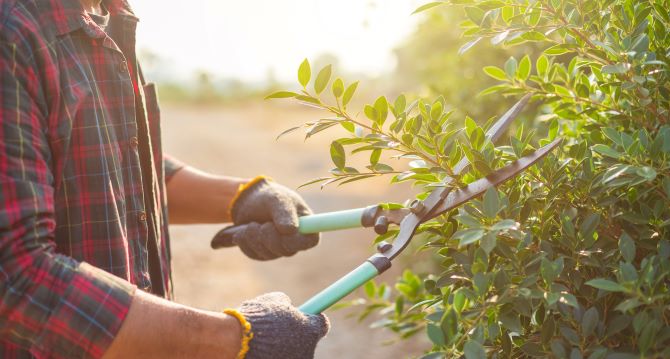 shrub pruning