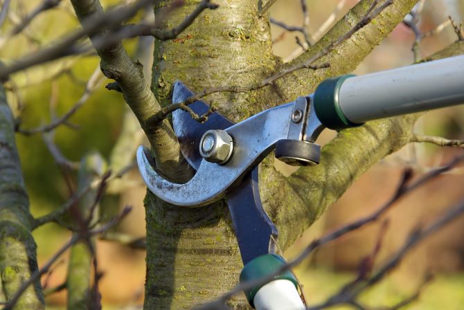 arborist