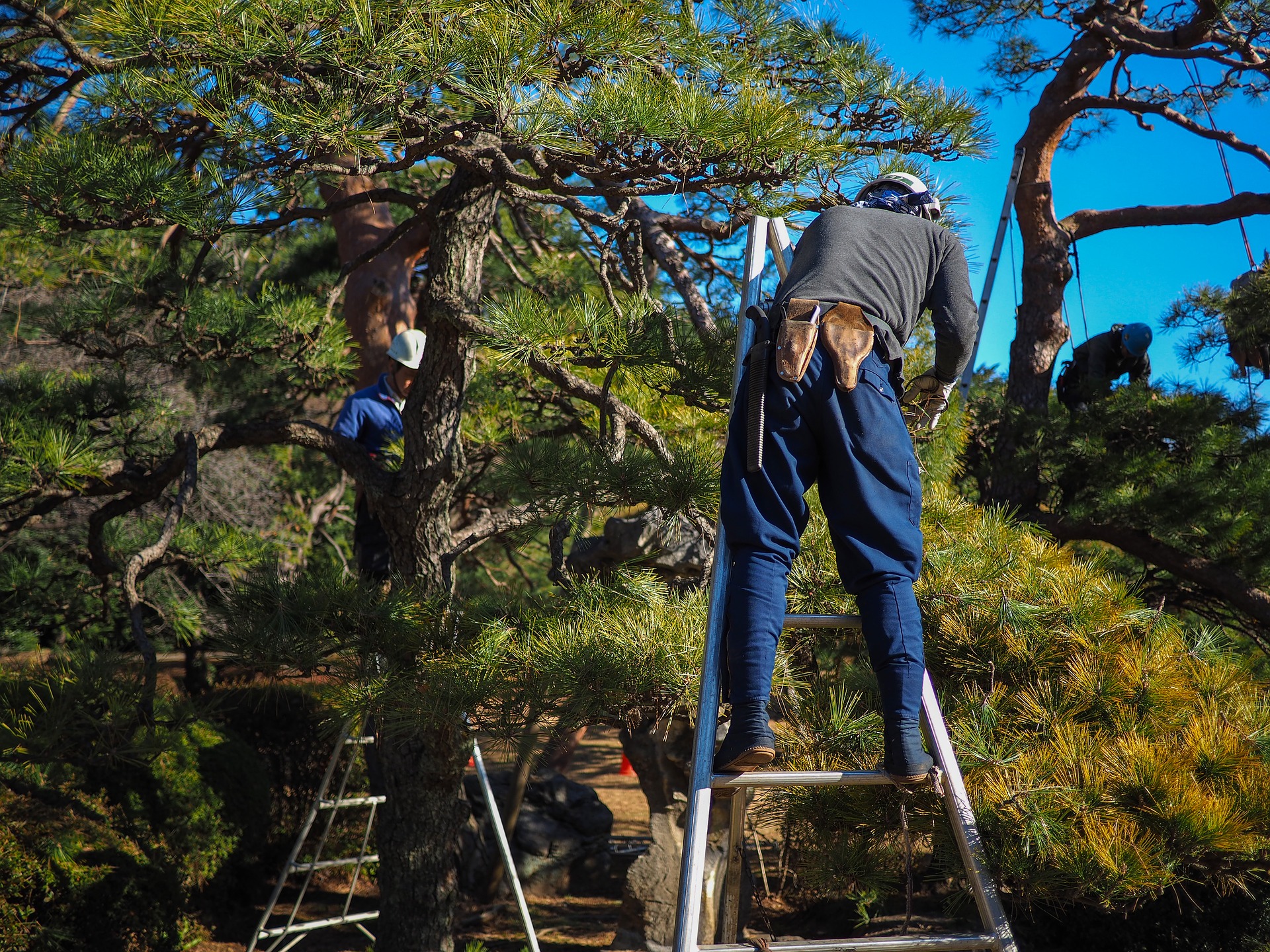 Tree felling garden maintenance