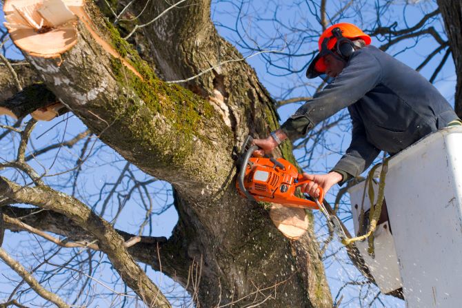 tree-pruning-costs