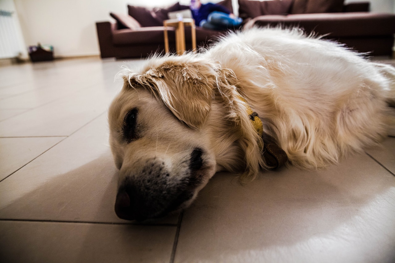 underfloor heating infrezen