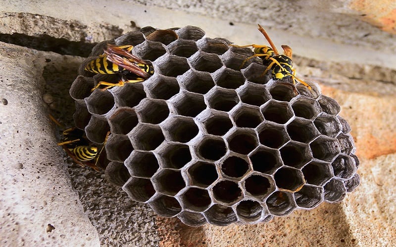 What does a wasp nest removal cost