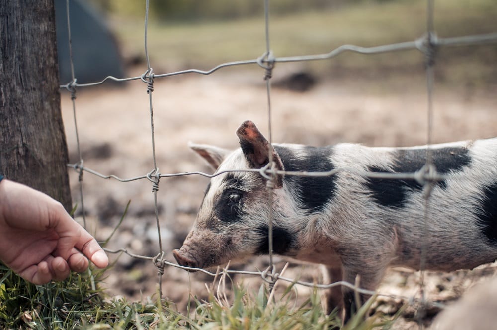 what does mesh fencing cost?